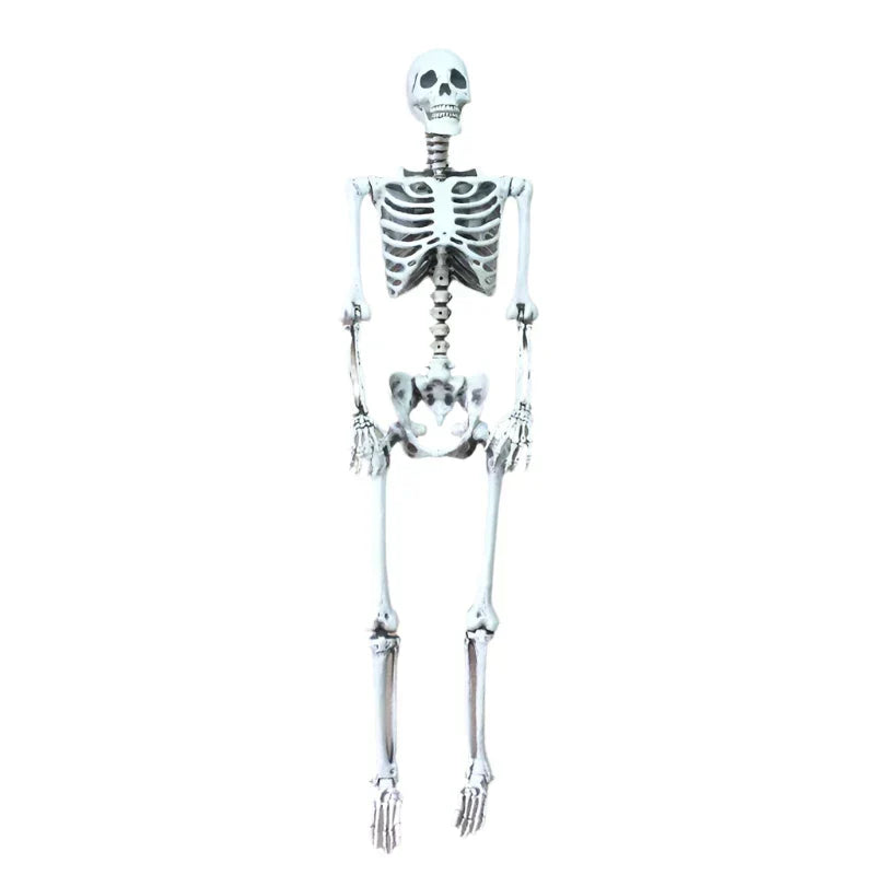 Life Size Halloween Skeleton Decoration-0